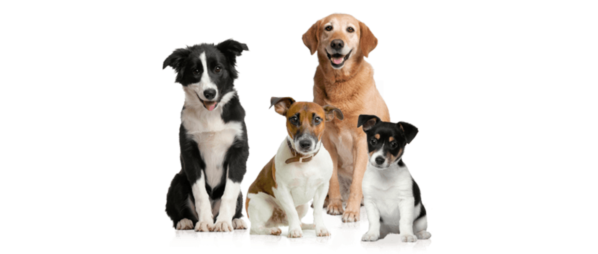 Собаки 4 группы. Домашние животные. Три собаки на белом фоне. Три собаки разного размера. Домашние животные без фона.